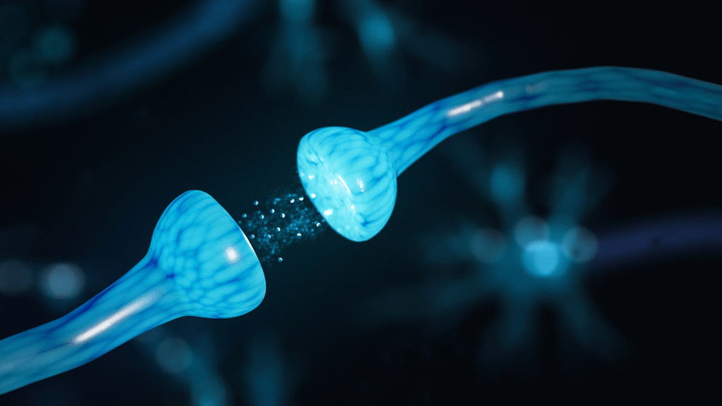 Image of a pair of synapses